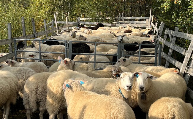 Sauer og lam rysstad