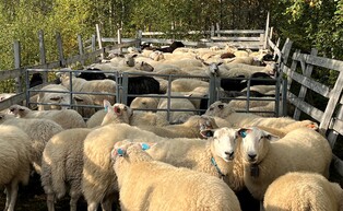 Sauer og lam rysstad