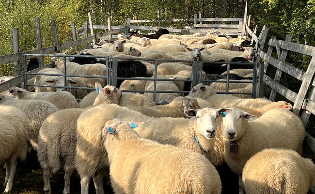 Sauer og lam rysstad