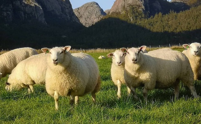 292352726 447667750509089 5717206244902538298 n[22458]