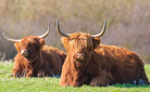 Closeup of brown red Highland cattle, Scottish cattle breed Bos taurus with long horns resting in grassland