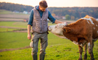 Young man looking at cow in field