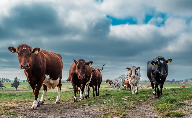 Kyr fra Hobberstad Gård i Rogaland tatt april 2022. Dyrene går på kulturbeite.