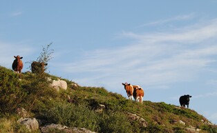 PhotoRetouch55 26 2020 085502.849000