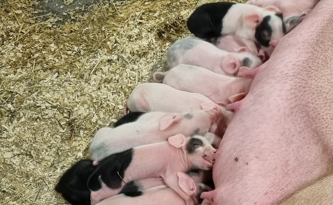 Hampshire diende kull EO