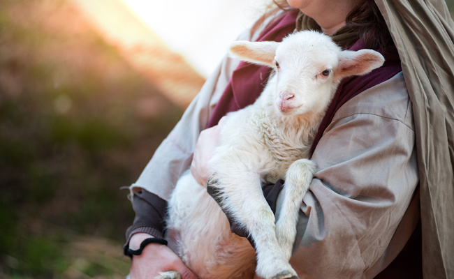 The shepherd holds the lamb in your arms