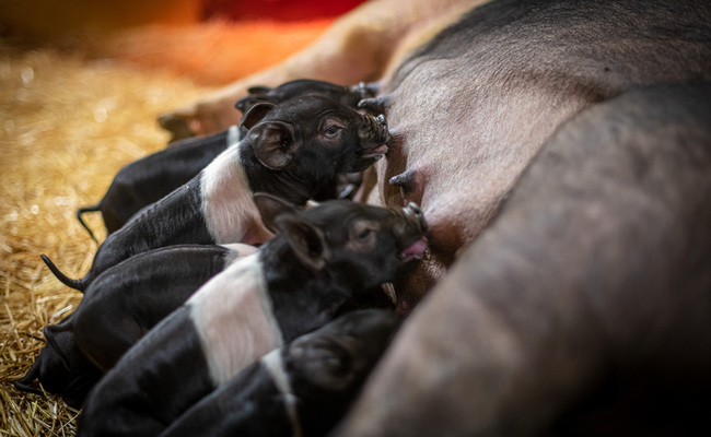 Hampshire diende kull renraset HKScan