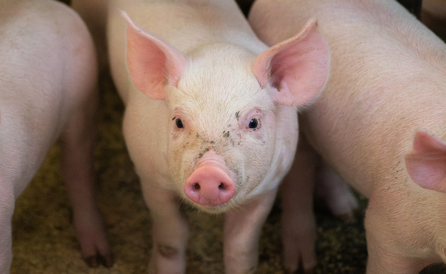 DSC01950-Enhanced-NR