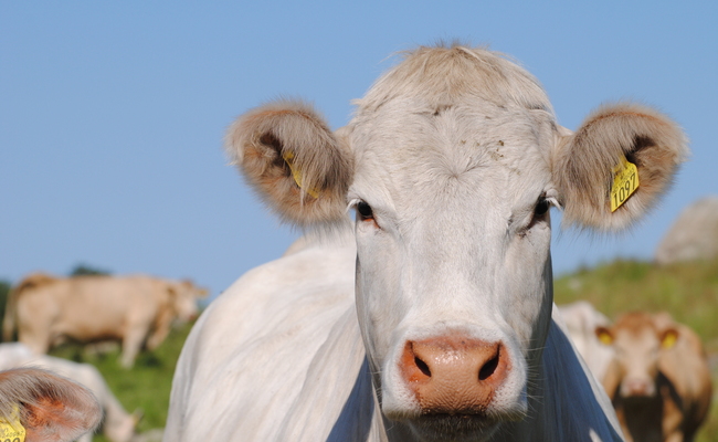 Guro Hansen ku nærbilde Ualand