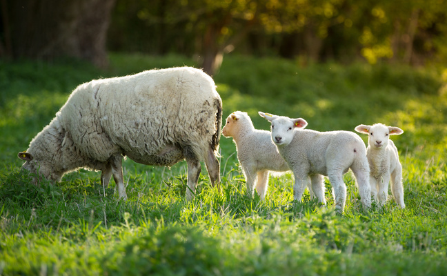 AdobeStock 250026811