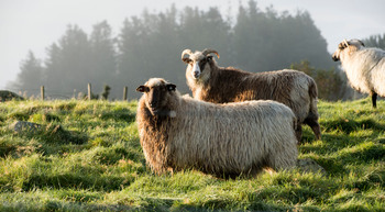 Bilder årsberetning 2016