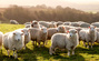 Eight sheep standing in a line looking at the camera in a green field with a flock of sheep grazing in the background, Sussex, England, UK, United Kingdom, Britian