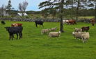 Cattle and sheep on a pasture in Vigre in Norway, Europe