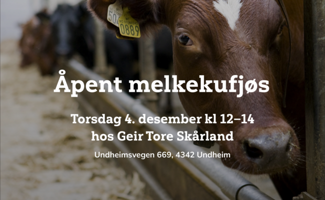 Åpent melkekufjøs, Undheim 246x365