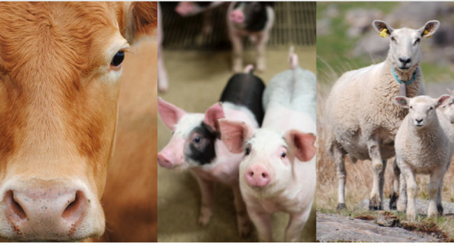 Skjermbilde 2018-06-11 08.56.39